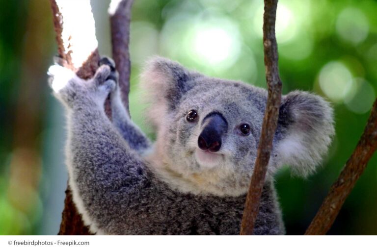 Koala Zoo Tiere