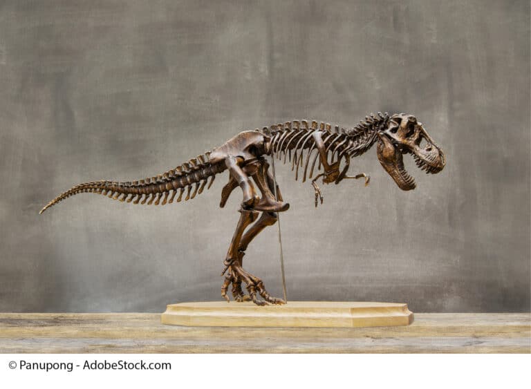 Museum Dino Skelett