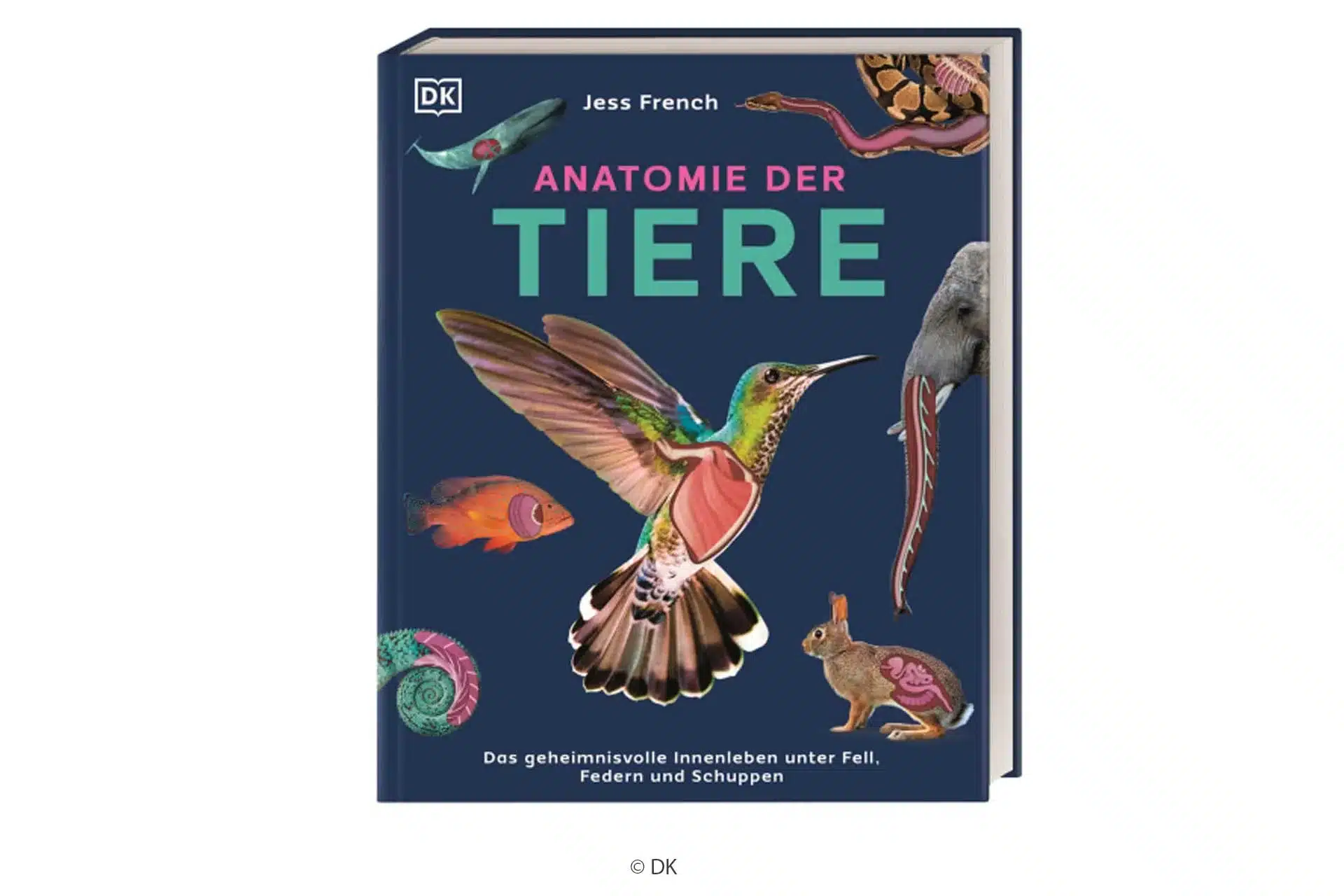 Anatomie der Tiere