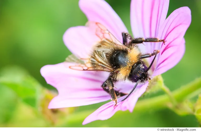 Wildbienen